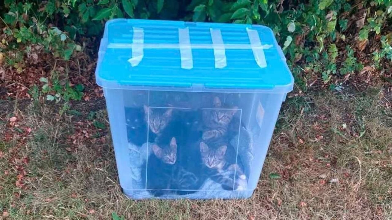 Doos met kittens gedumpt in Hechtel-Eksel: "Wansmakelijk dat dit gebeurt"