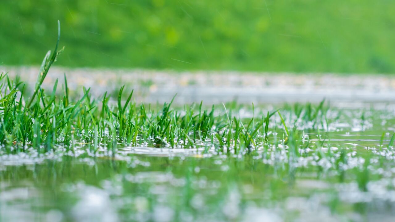 Wadi's niet meer verplicht in kleine tuintjes: hoe kan je goedkoop en eenvoudig regenwater opvangen?