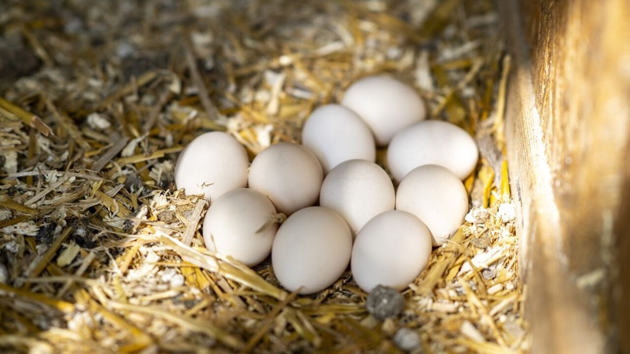 Laerco BV roept scharreleieren terug wegens mogelijke aanwezigheid van salmonella