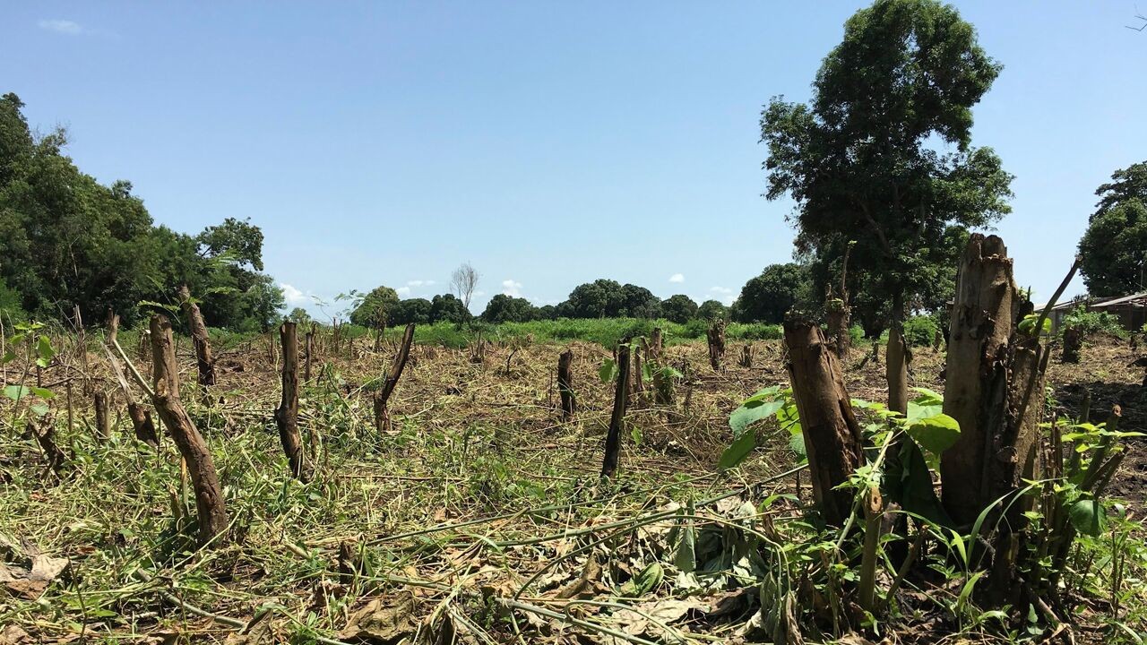 Opnieuw uitstel voor Europese ontbossingswet: voorlopig kan je niet weten of er bos gesneuveld is voor je chocolade, vlees of papier