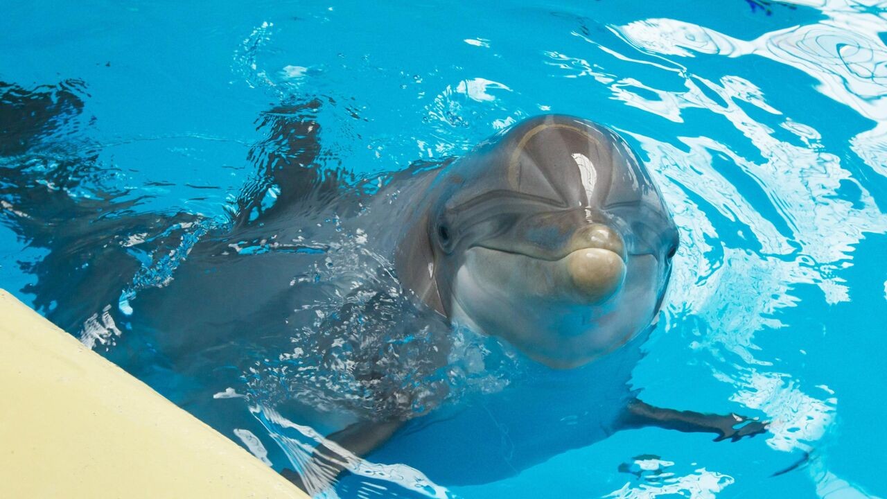 Dolfinarium in Brugge sluit in 2037, maar lot van 7 dolfijnen blijft onzeker: "Opvangcentra zijn geen realistische optie"
