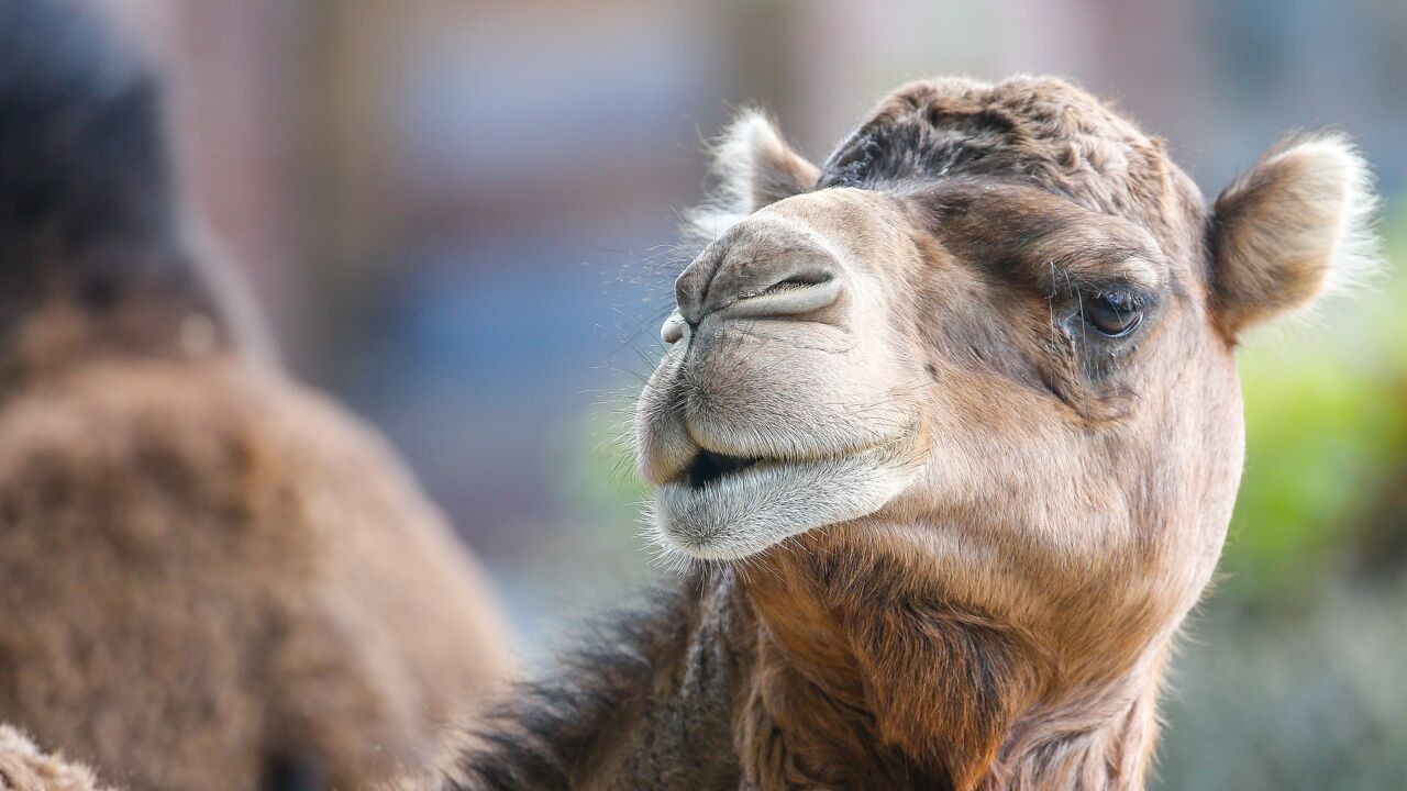 2,2 miljoen kamelen in Saudi-Arabië krijgen voortaan een paspoort
