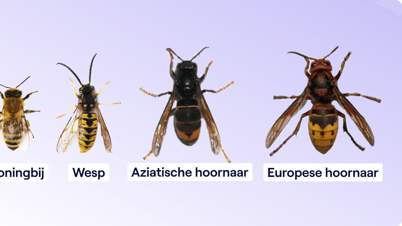 Nieuw project moet opmars Aziatische hoornaar indijken, maar kan dat wel nog?