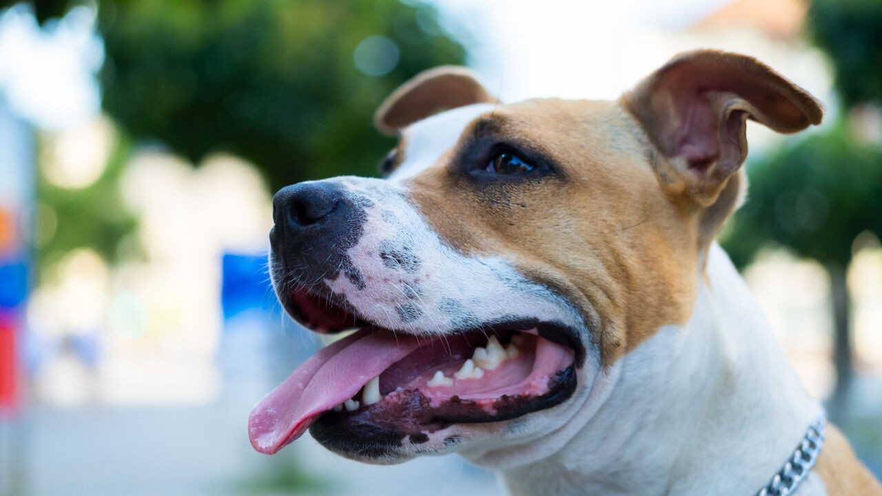 American Stafford bijt kind van 4 in gezicht op kermis in Herzele, opsporingsonderzoek gestart