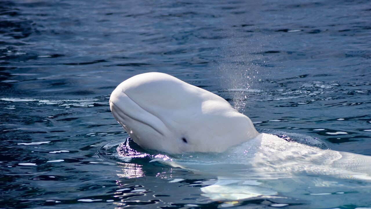 Wat voor dier is de beloega? 5 weetjes over de 'kanarie van de zee'