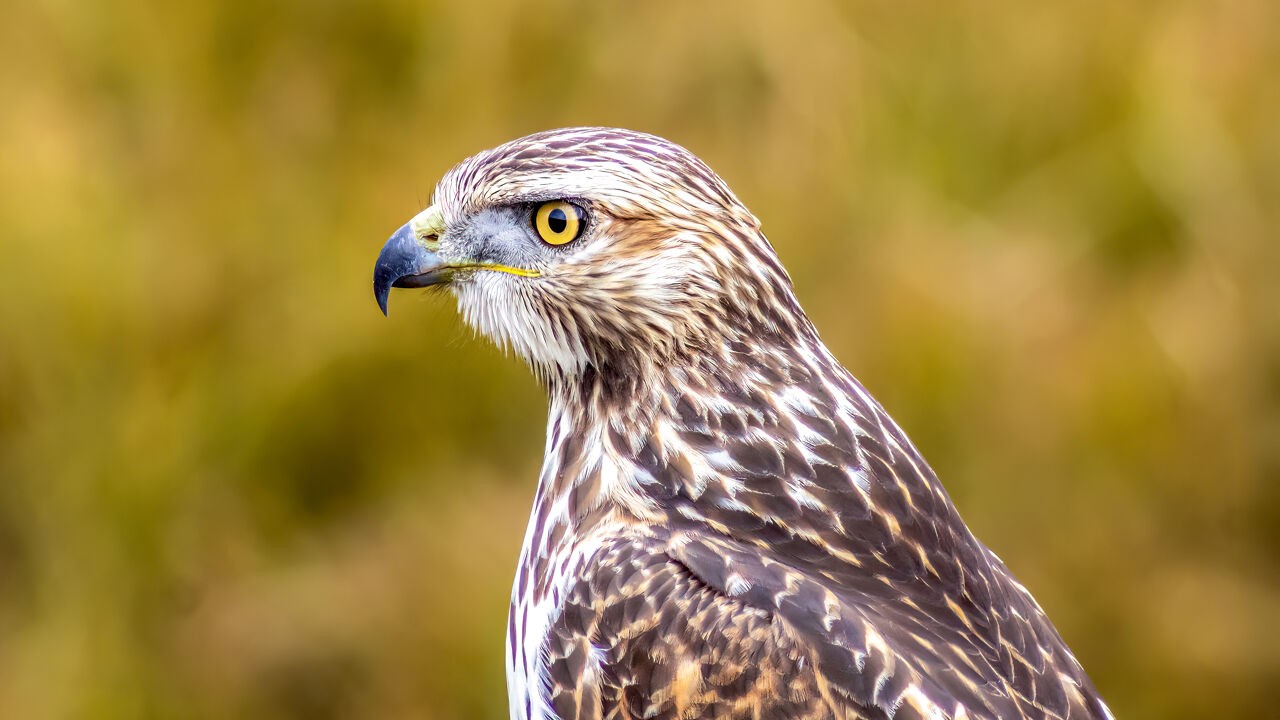 Broedende buizerd valt jogger aan in Oud-Heverlee: "Draag een hoofddeksel en houd oogcontact"