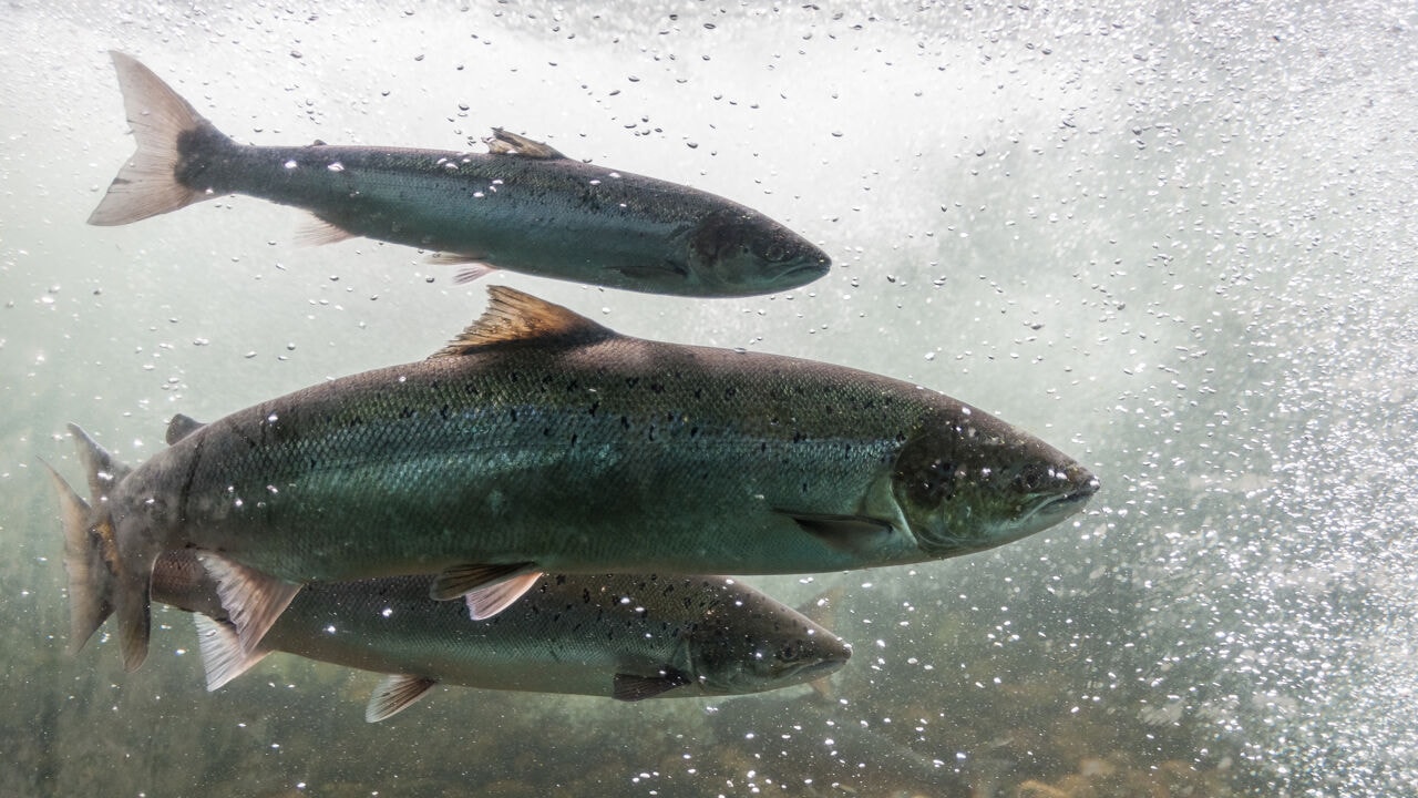 Gekweekte zalm in Noorwegen krijgt voortaan kip te eten: "Goed voorbeeld van circulaire economie"