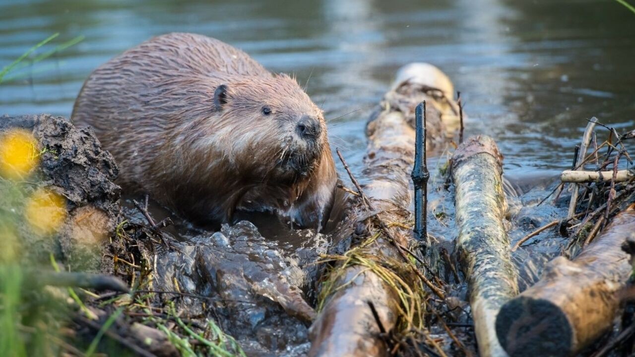 Boerenbond vraagt dringend actie tegen bevers die akkers onder water zetten in provincie Antwerpen