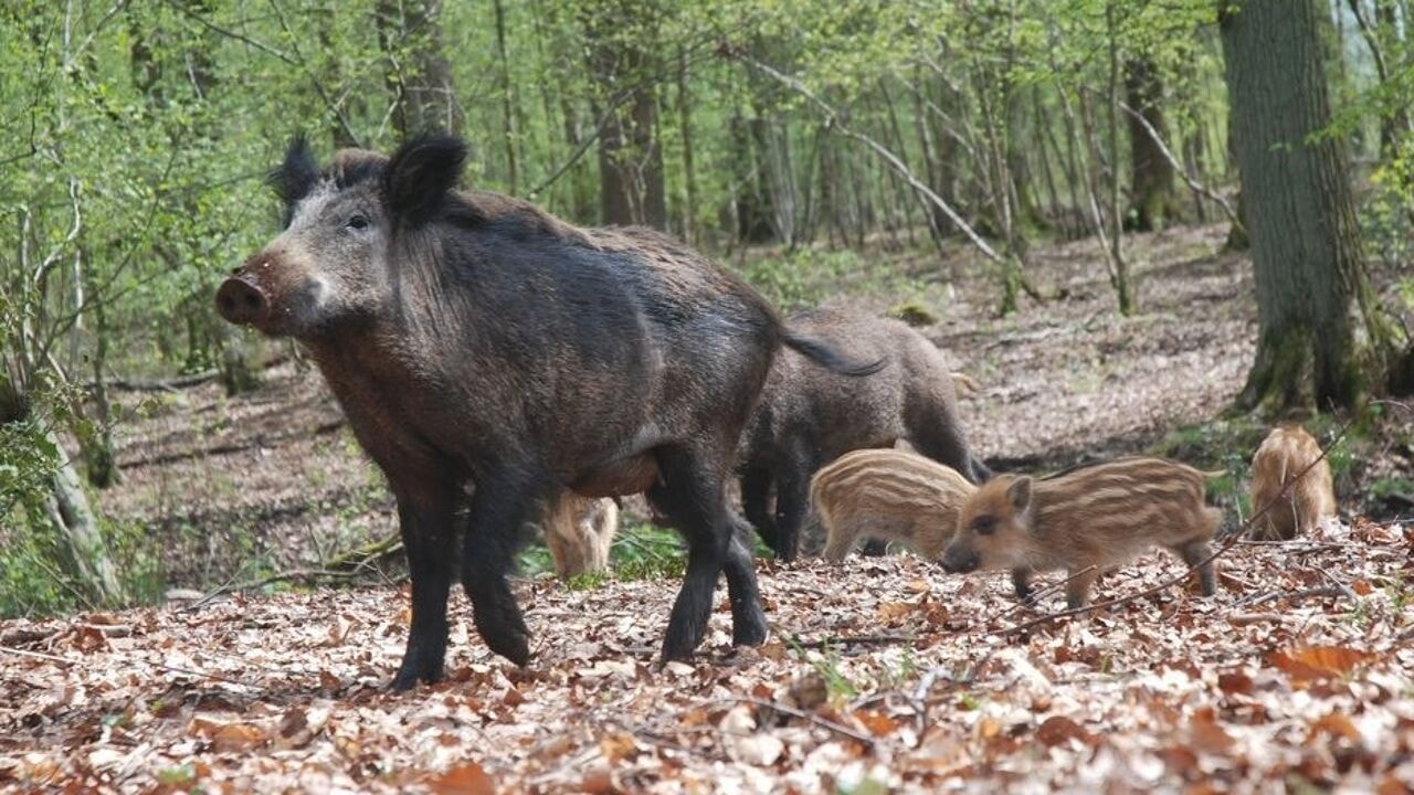 Waarom Vlaamse everzwijnen niet op het wildmenu staan: regels zijn te streng, klagen jagers en restaurants