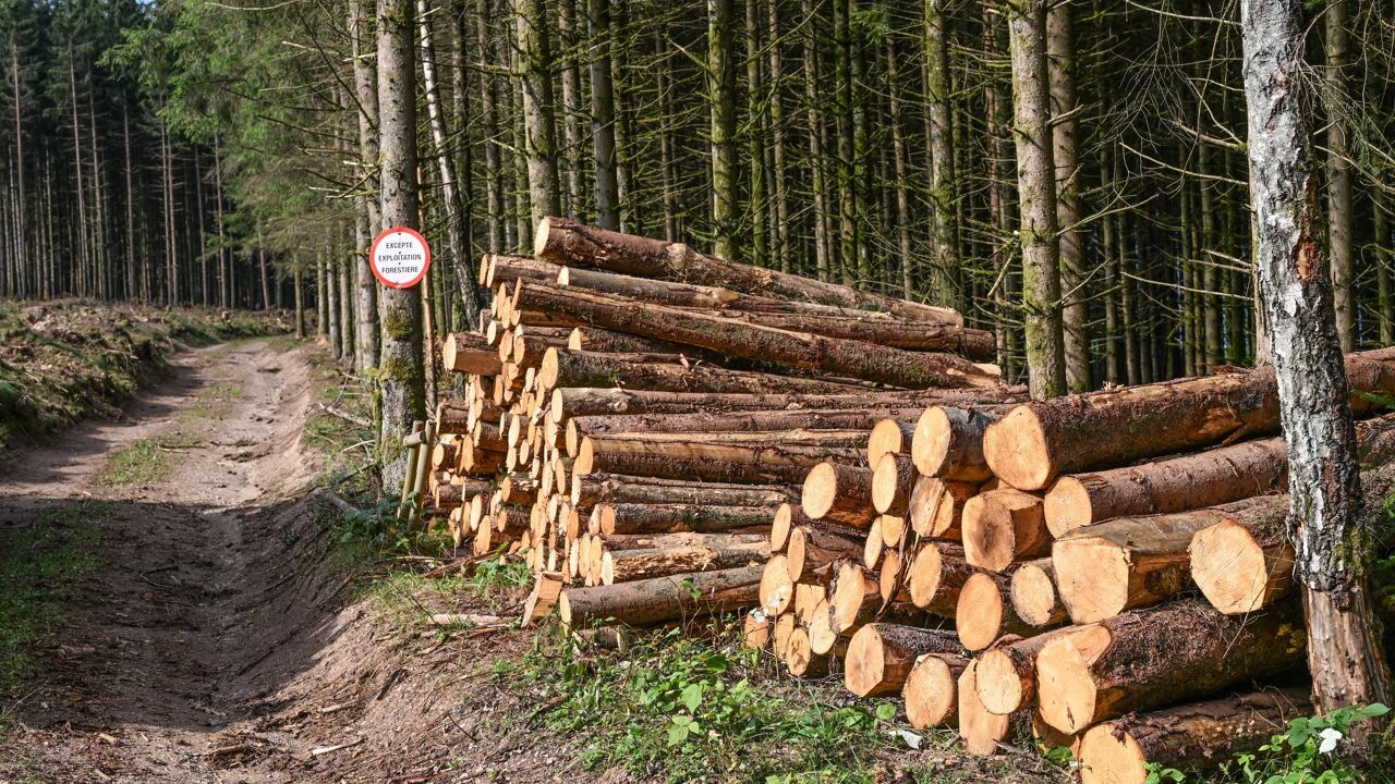 300 voetbalvelden aan bomen: in 2024 is 209 hectare ontbost in Vlaanderen