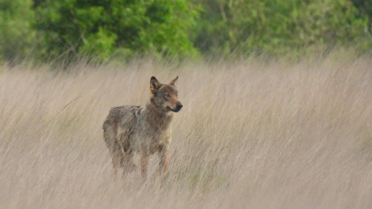 "Emma verdeelt onze gemeenschap": Wuustwezel worstelt met wolvin, die vorig jaar 17 keer toesloeg