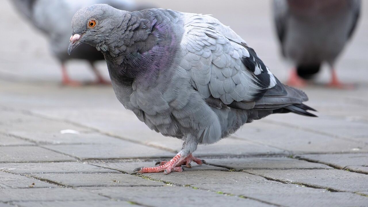 Gent vangt en doodt opnieuw duiven na tijdelijke stop: 441 dieren vergast sinds mei