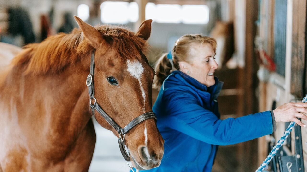 Vlaamse paardensector boekt miljardencijfers: "Maar slechts helft van de bedrijven maakt winst"
