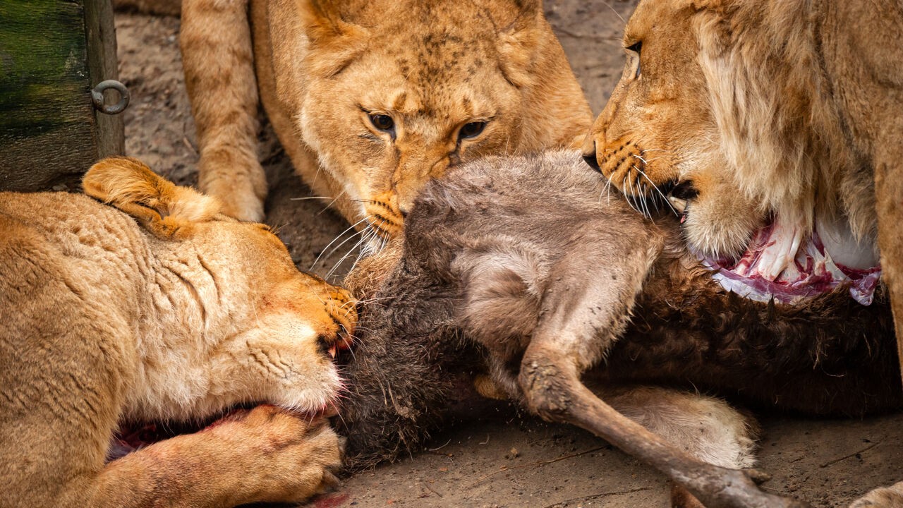 ZOO Antwerpen volgt voorbeeld van dierentuin in Denemarken niet: "Wij zetten geen huisdieren op het menu"