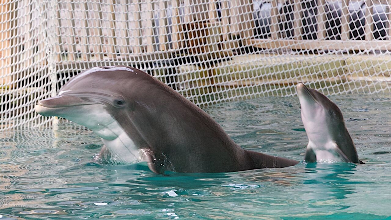 Pairi Daiza wil dolfijnen uit gesloten dolfinaria opvangen, Gaia verzet zich: "Dit is geen reddingsactie"