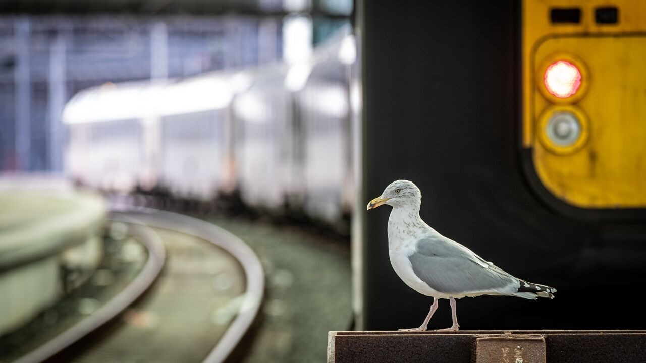 Nieuwe spoorstaking gestart: vandaag en morgen rijden 7 op de 10 IC-treinen