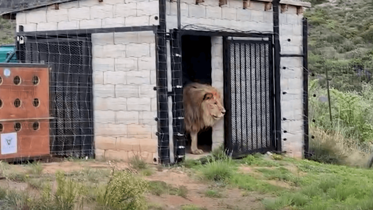 Natuurhulpcentrum in Oudsbergen vangt recordaantal van 12.480 dieren op: "We hopen op meer subsidies"