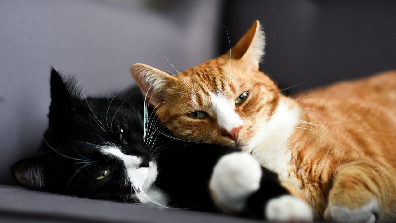 Socialer dan we denken en amper nog 'wild': deze ideeën over katten kloppen niet