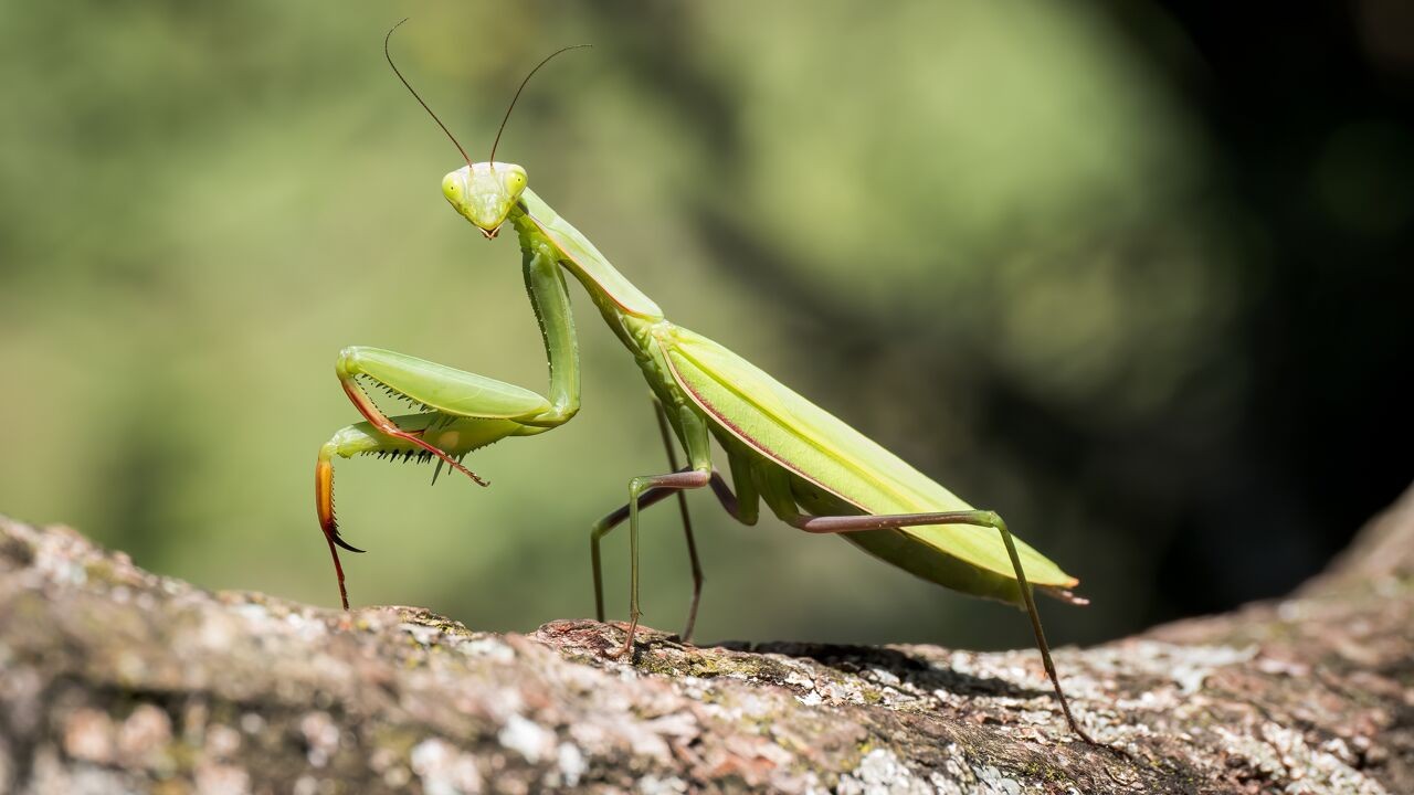 Europese bidsprinkhaan vestigt zich in ons land: "Ziet er wat angstaanjagend uit, maar doet niets"