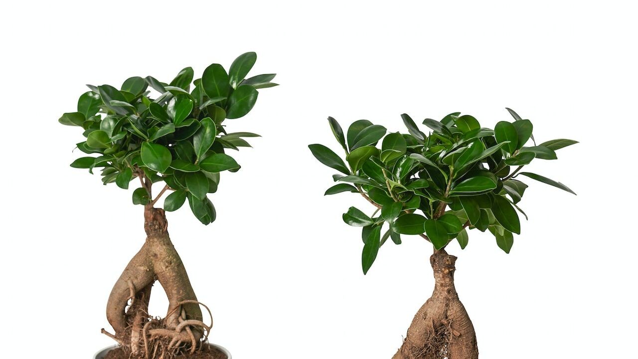 IKEA roept ficus-plant terug wegens mogelijke besmetting met "quarantaineorganisme"