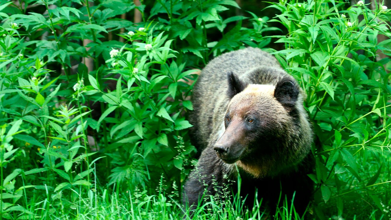 Smartwatch brengt laatste momenten in kaart van wandelaar die door beer is gedood in Japan