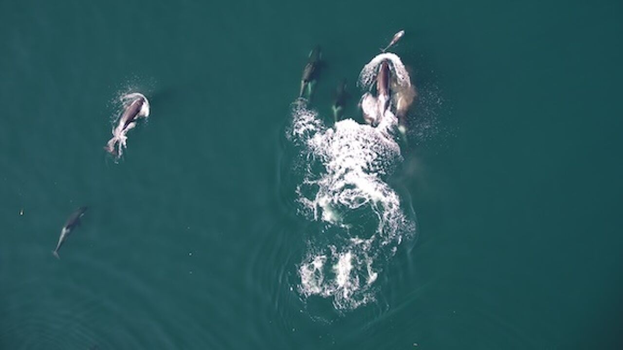 Voor het eerst op beeld vastgelegd: orka's en dolfijnen jagen samen op zalm voor kust van Canada