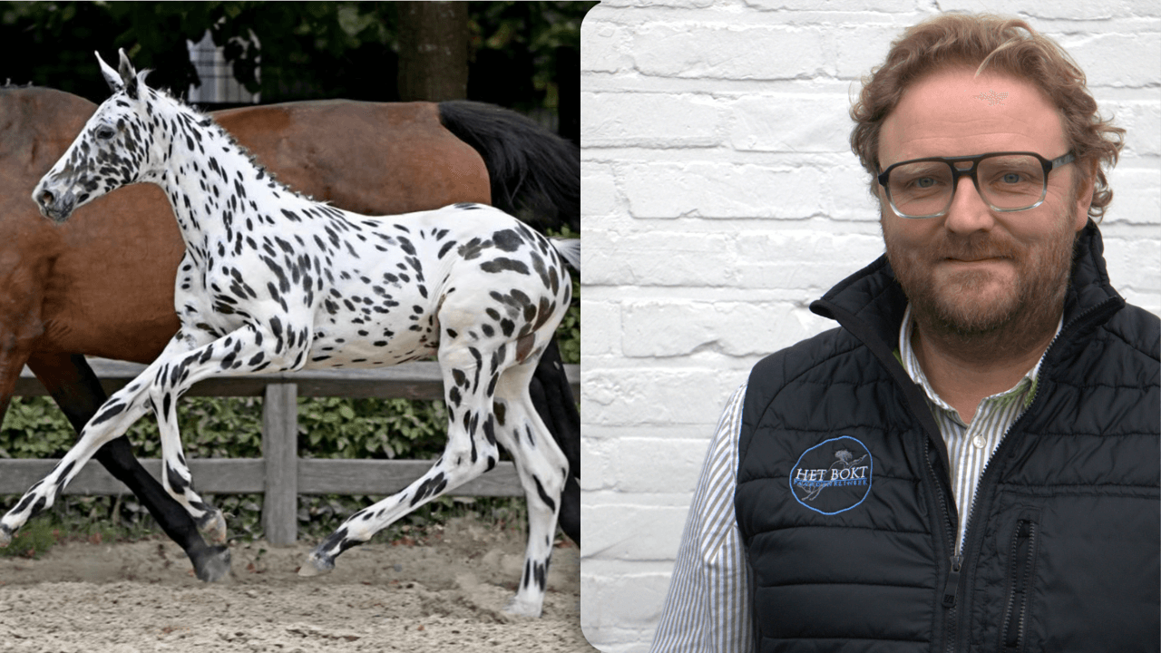 Hoe gaat het nog met het duurst verkochte veulen in ons land, en met zijn verkoper?