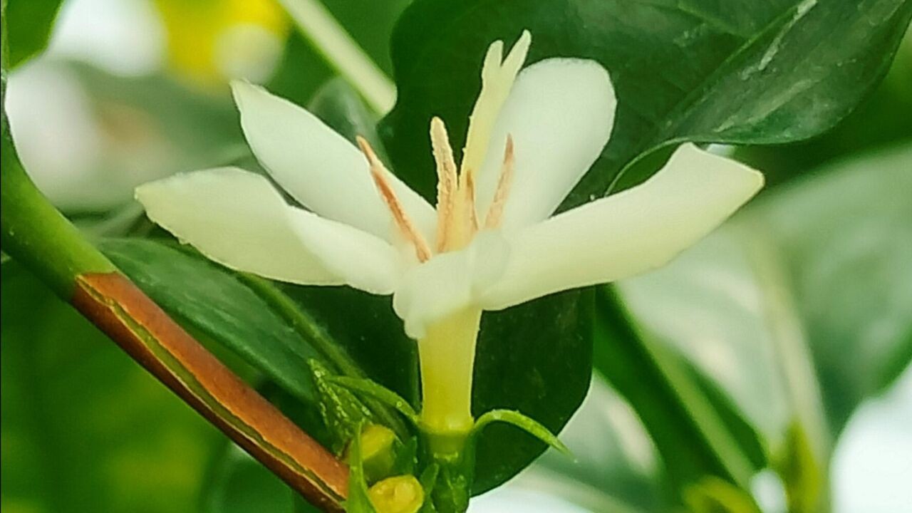Plantentuin Meise (her)ontdekt wilde koffiesoort in Congo: maak kennis met de Coffea dactylifera
