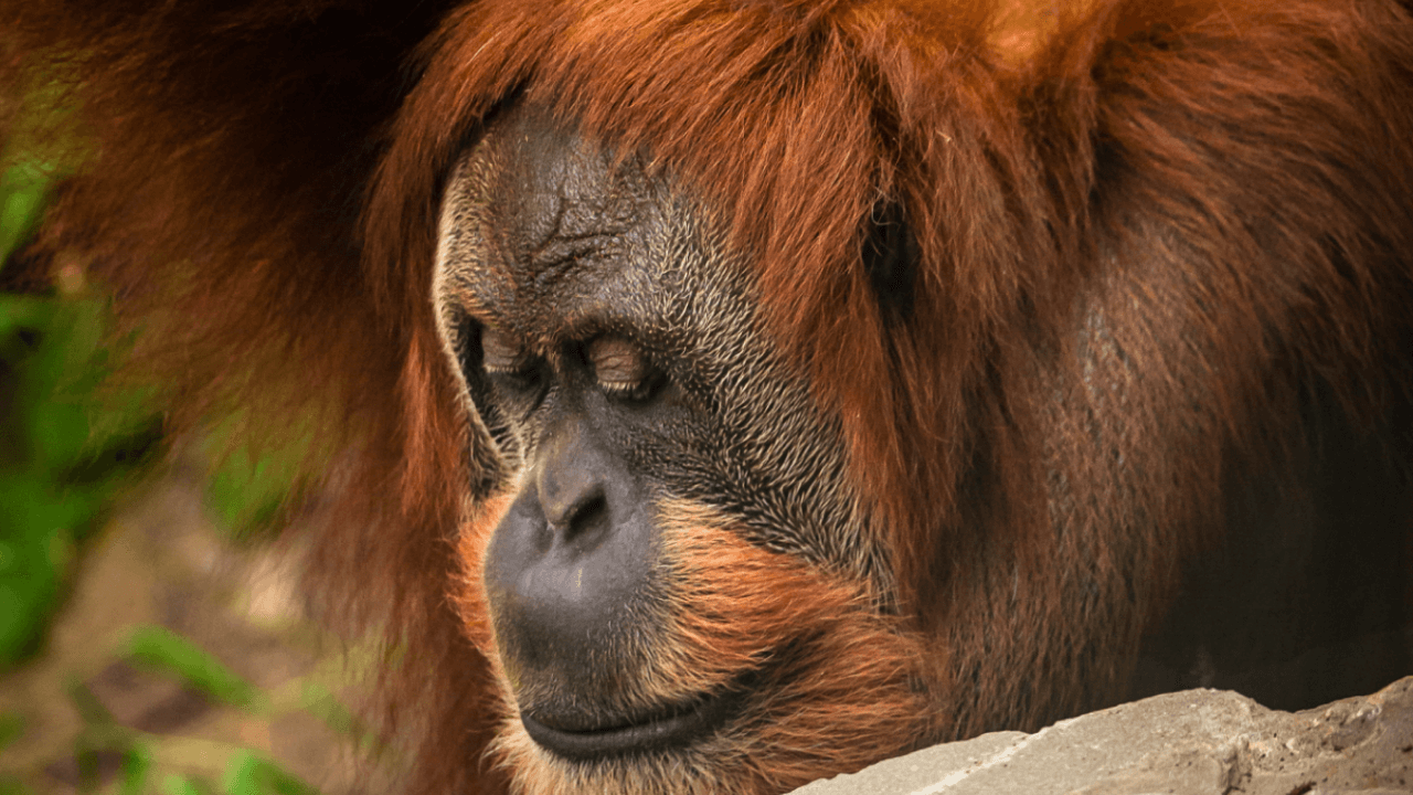 Planckendael laat orang-oetan Moni (48) inslapen: "Geliefde klassedame met eigen wil"