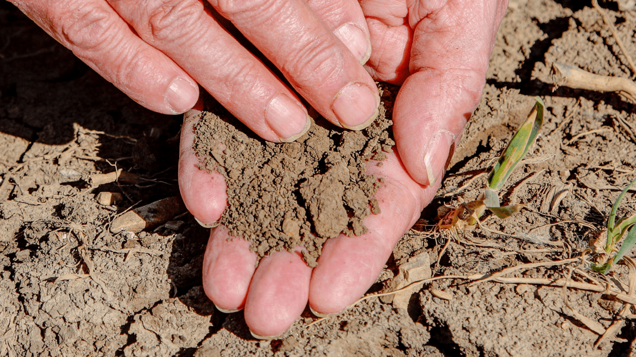 2025 wordt het droogste jaar in bijna 50 jaar (na 2024 als het natste jaar ooit gemeten)