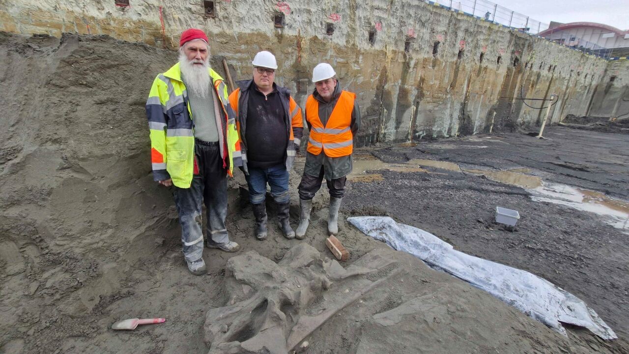 Toen Antwerpen nog in zee lag: onderzoekers ontdekken walvisschedel van 4 miljoen jaar oud in bouwput