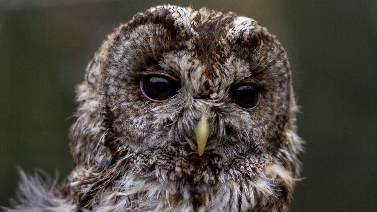 Vijf schuilende uilen uit schoorstenen gered door VOC Neteland in Herenthout: "Sluit uw schoorsteen af met een rooster"