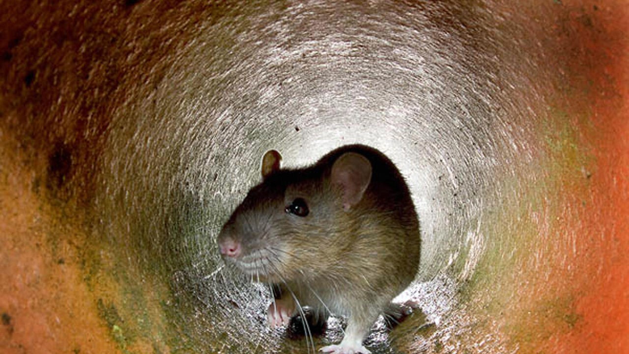 Seattle waarschuwt inwoners voor ratten in het toilet: "Afwasmiddel is je beste vriend"