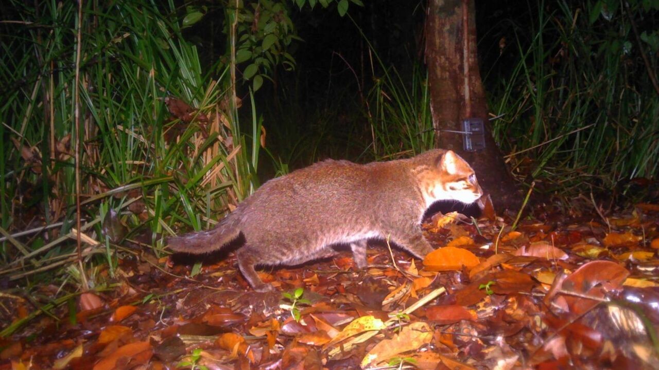 Zeldzame bedreigde platkopkat na bijna 30 jaar opnieuw gezien in Thailand