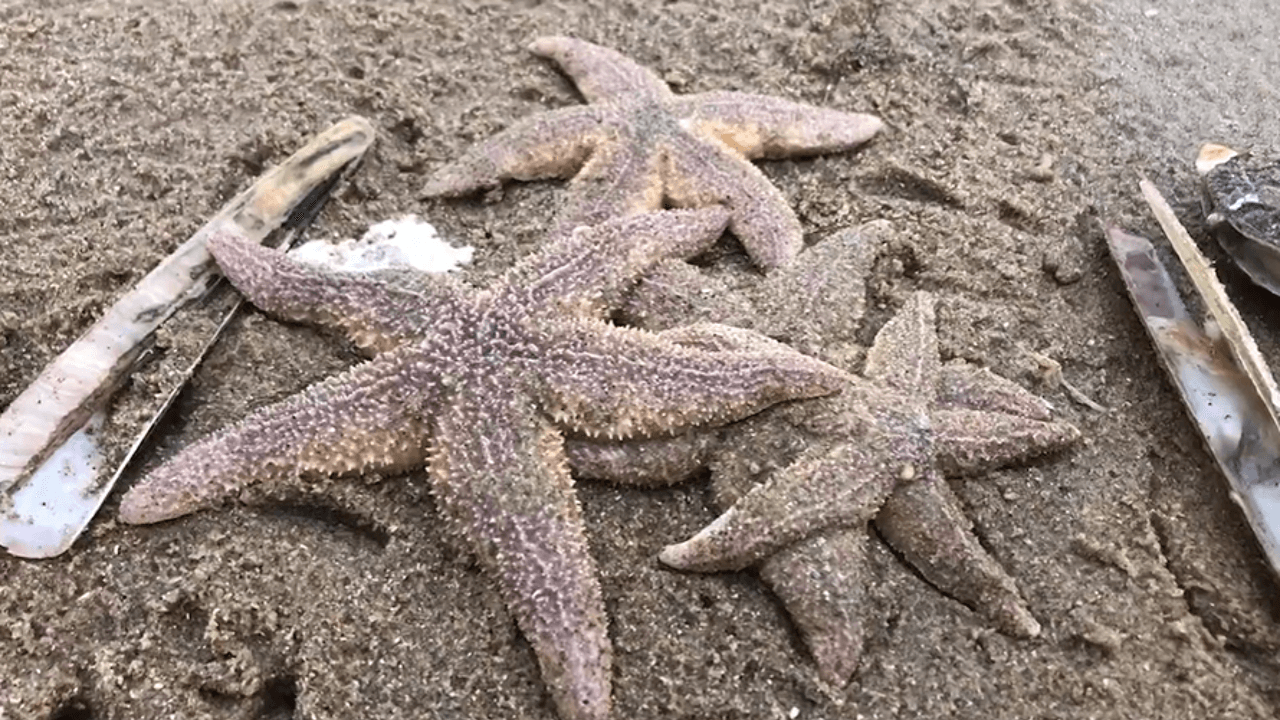 Opvallend veel zeesterren spoelen aan: "Natuurlijk fenomeen door koude en wind"