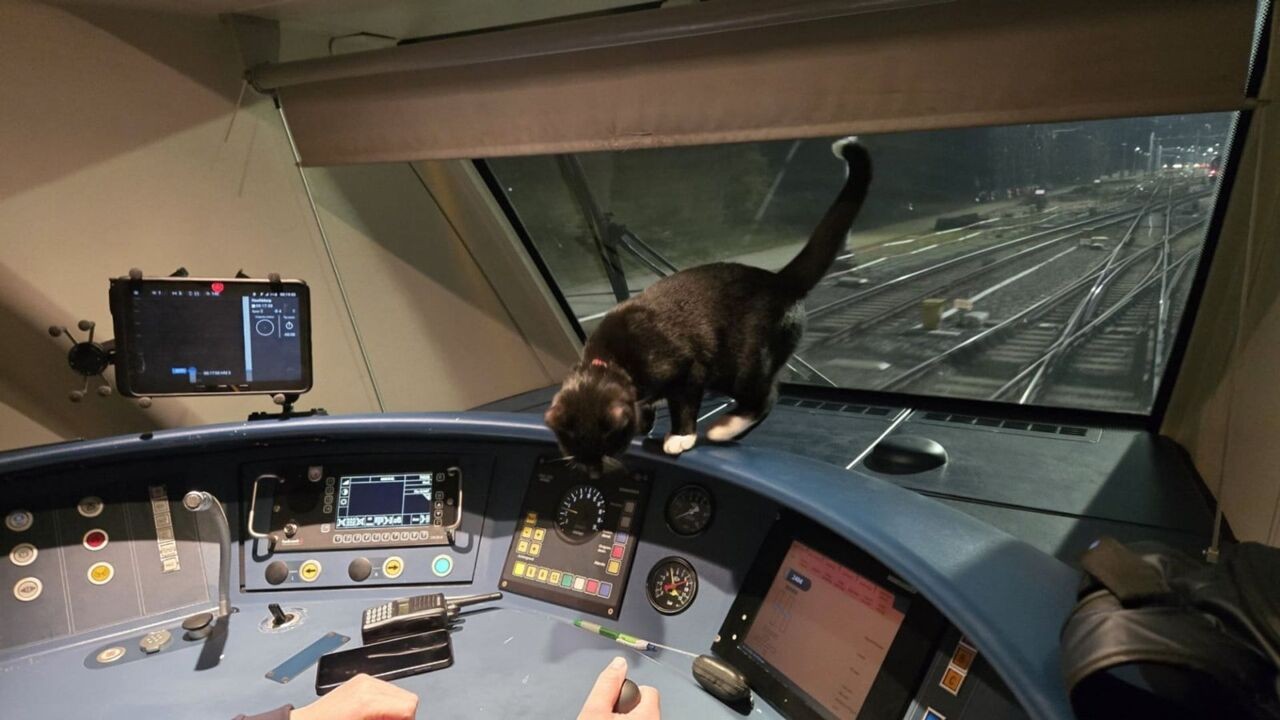 Onverwachte passagier op kerstdag: Nederlandse kat Jack springt mee op laatste trein naar Schiphol