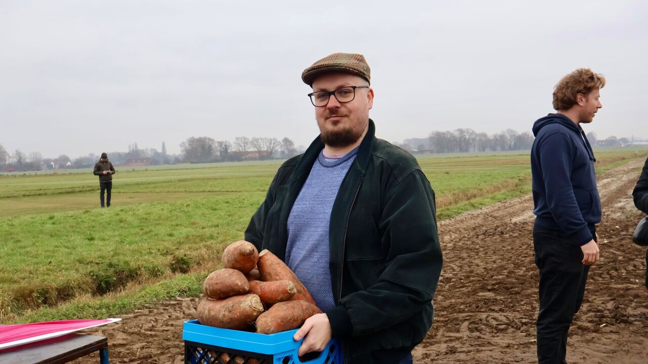 "Een patat is een patat": 1.000 mensen redden 50 ton zoete aardappelen in Lier