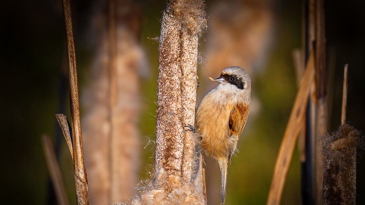 Zeldzame buidelmees lokt honderdtal vogelaars naar bufferbekken in Zwevezele: "Uniek moment"
