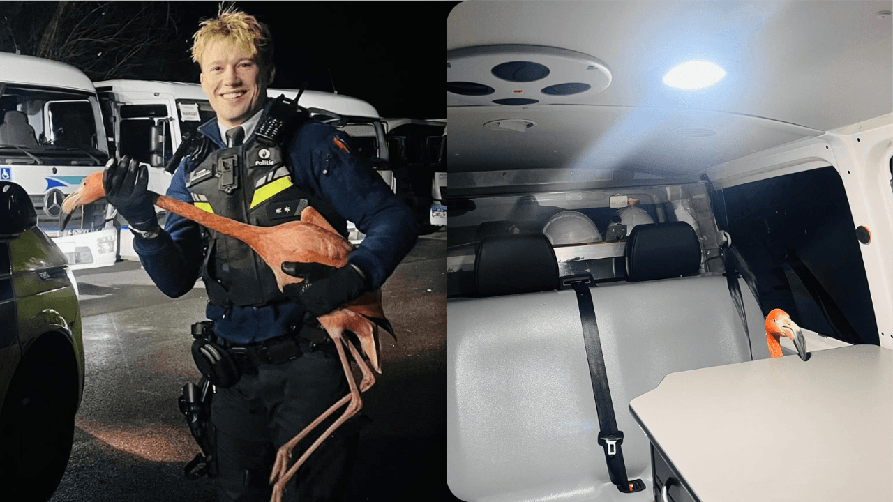 Ongewone achtervolging in Zulte: agenten klissen flamingo