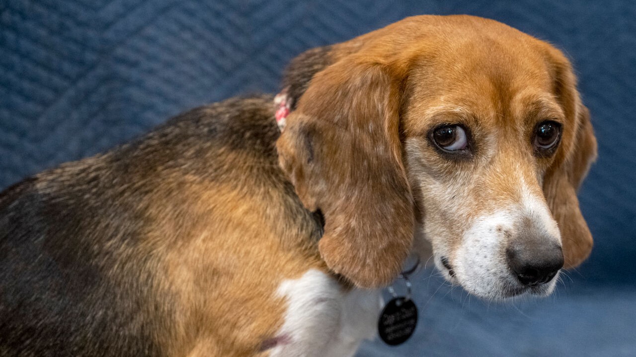 Bijna helft van hotelgasten bij Schiphol is morgen hond, kat of vogel