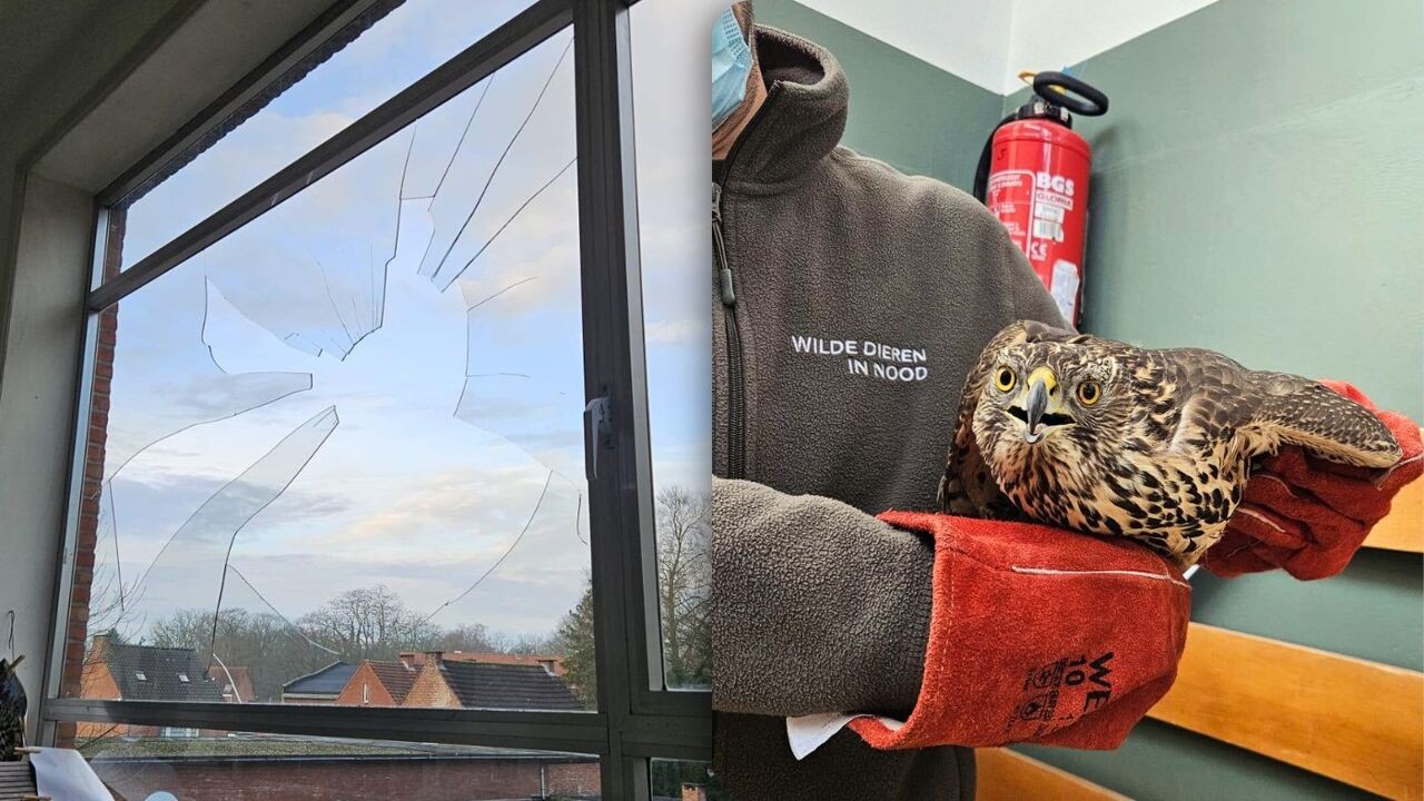 Havik vliegt door raam van school in Brasschaat: "Dachten eerst aan inbreker"