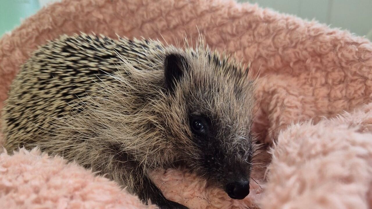Opvallend minder egels binnengebracht bij het Vogelopvangcentrum Merelbeke