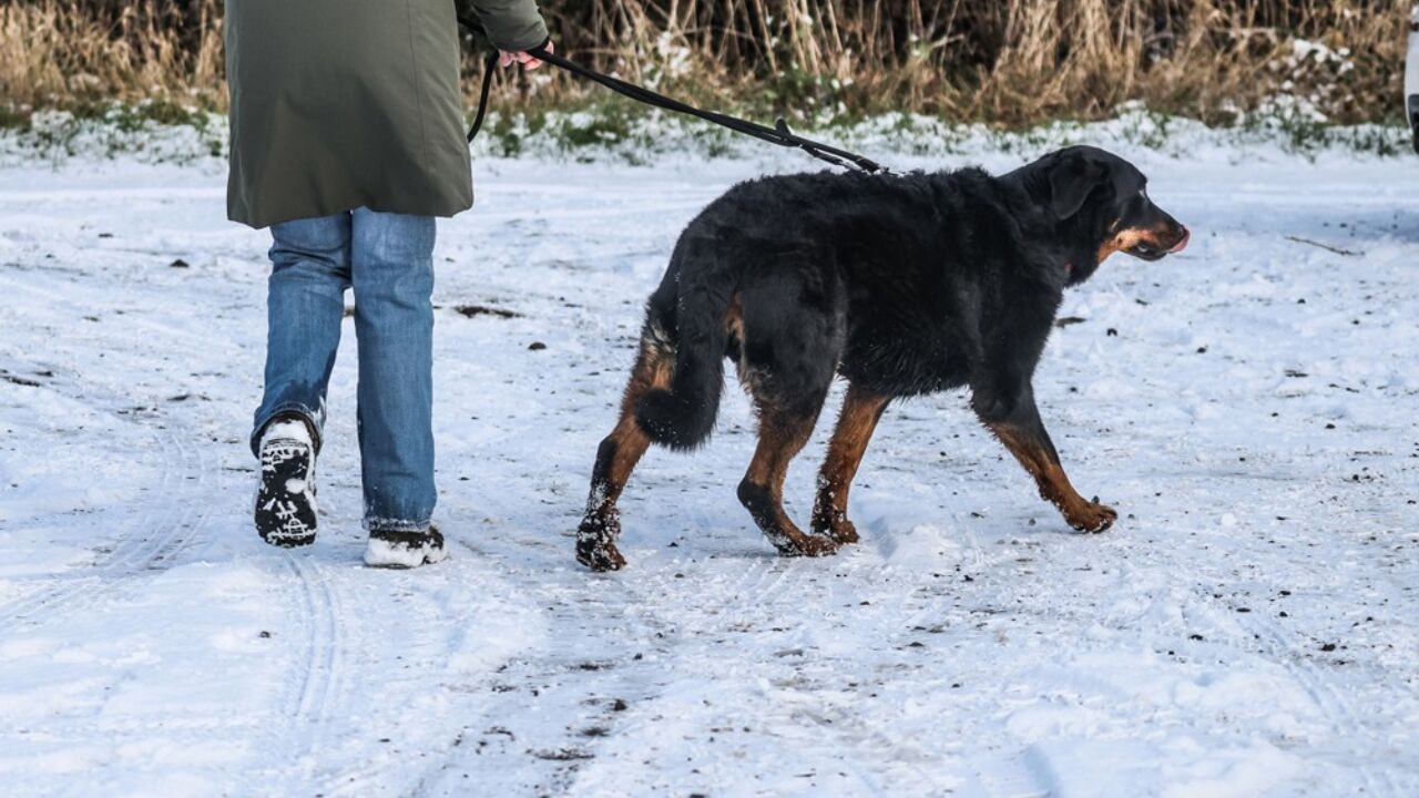 Stappen als een pinguïn en over de grond rollen: zo wandel je veilig(er) op sneeuw en ijs