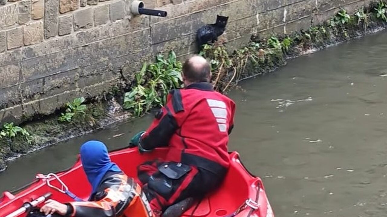 Brandweer gebruikt bootje om kat te redden uit Dijle in Leuven