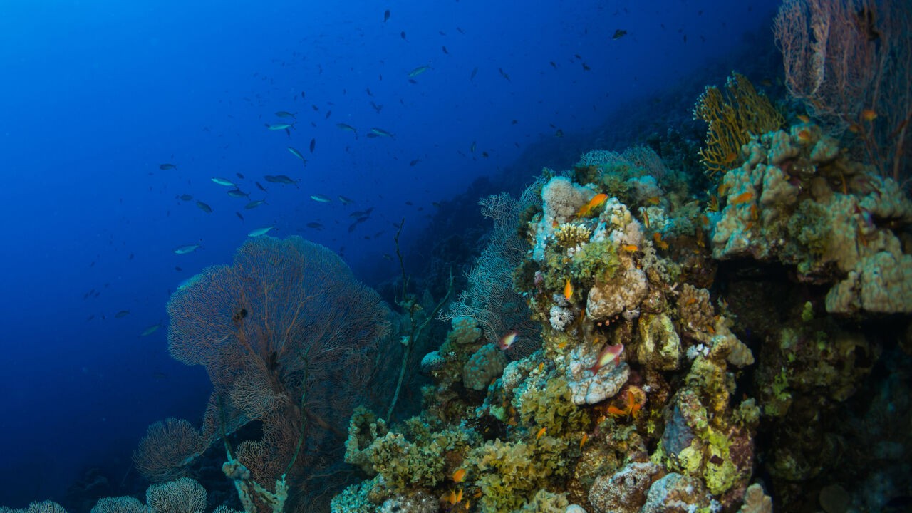 Van de Sargassozee tot de Emperorketen: waar kunnen er zeereservaten komen, nu het Oceaanverdrag in werking treedt?