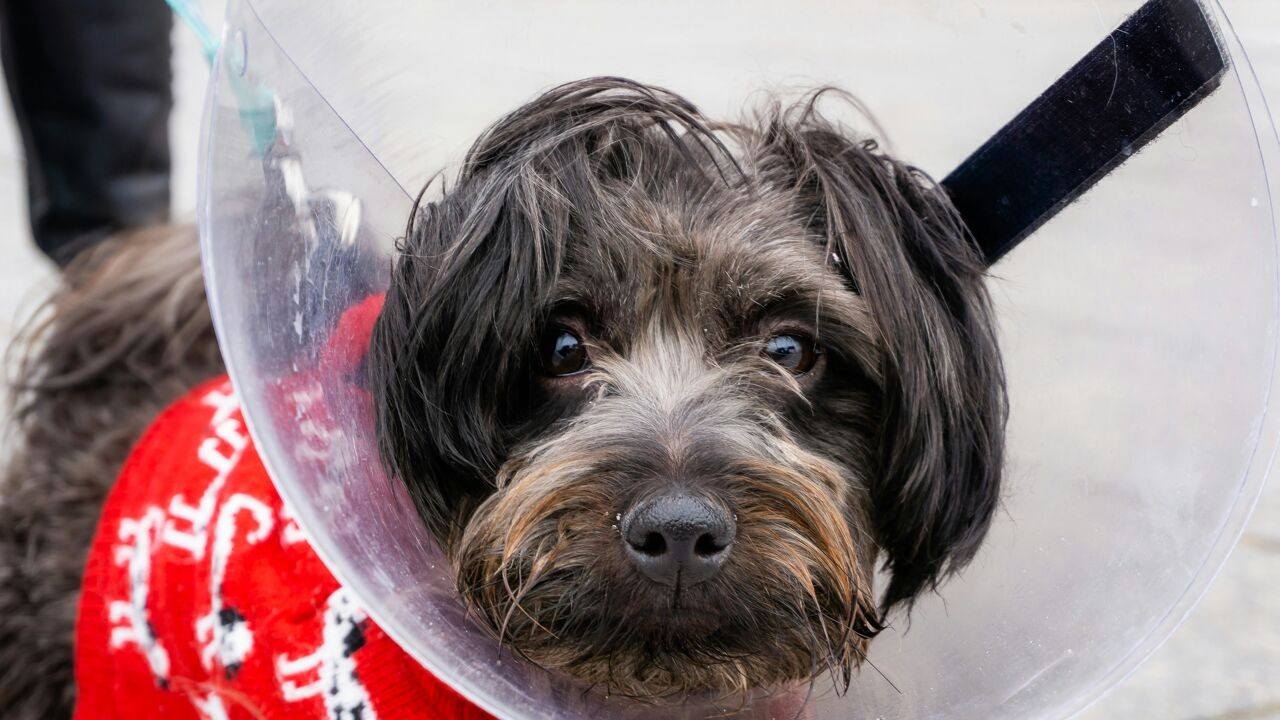 Gecastreerde zoogdieren leven gemiddeld 10 procent langer, toont onderzoek