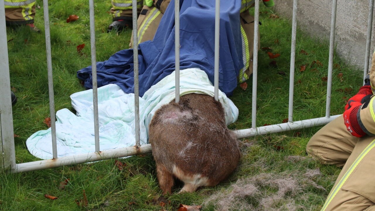 Brandweer bevrijdt ree uit benarde positie in Elversele