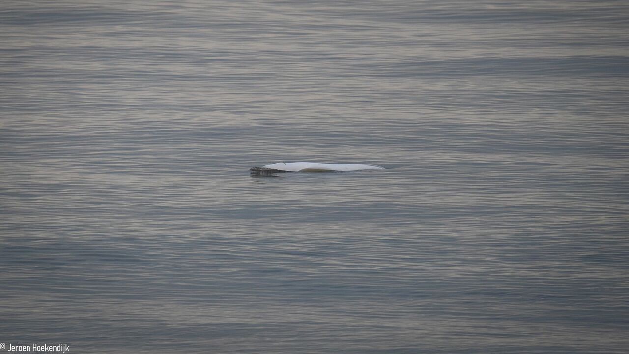 Bijzondere waarneming voor Nederlandse kust: beloega gespot