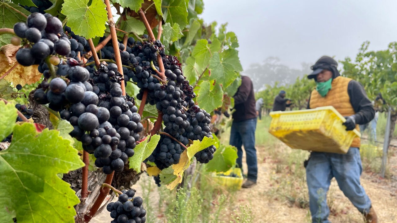 Beleid van president Trump veroorzaakt mee 'wijnplas' van 300 miljoen liter in Californië