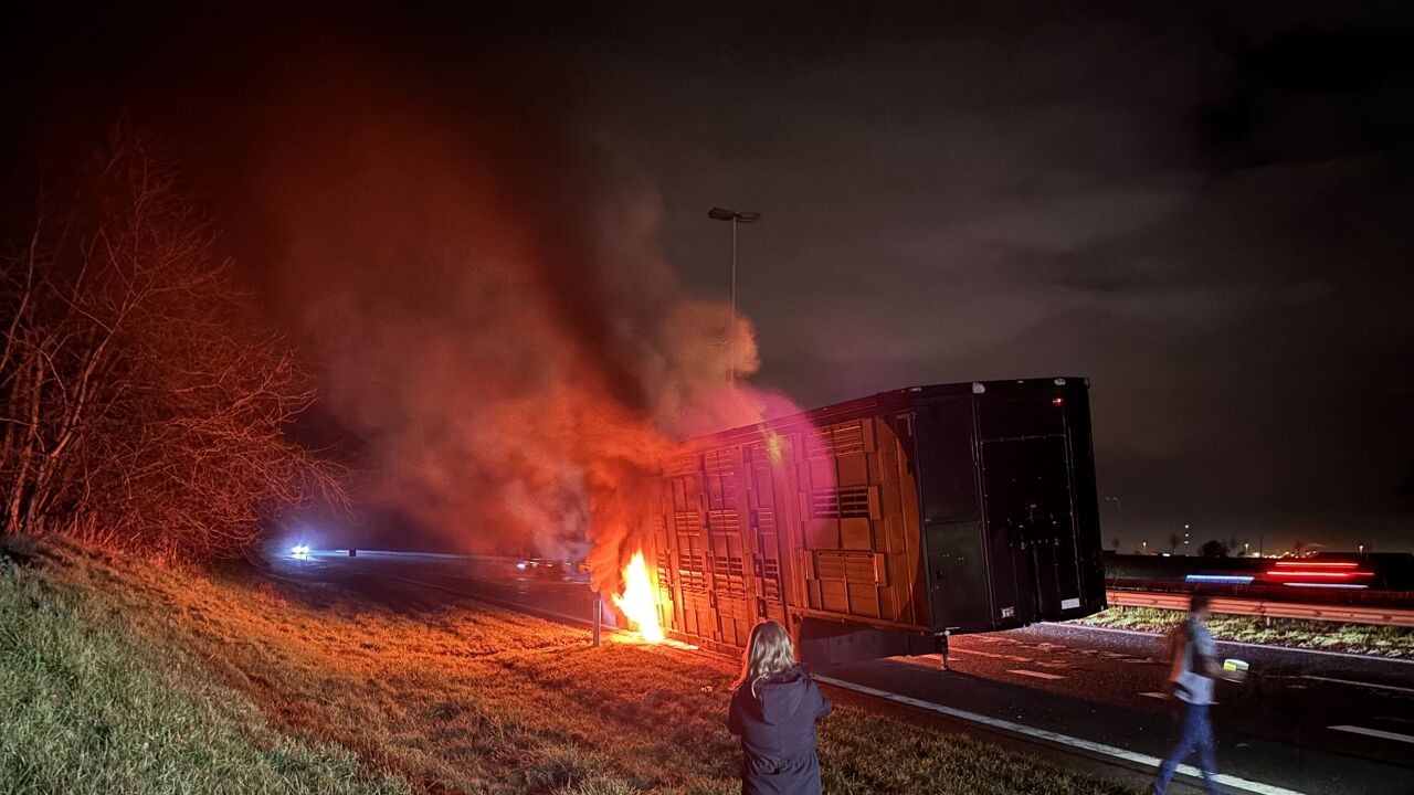Vrachtwagen die 20-tal koeien vervoert, vat vuur op E313 in Bilzen: 1 koe komt om